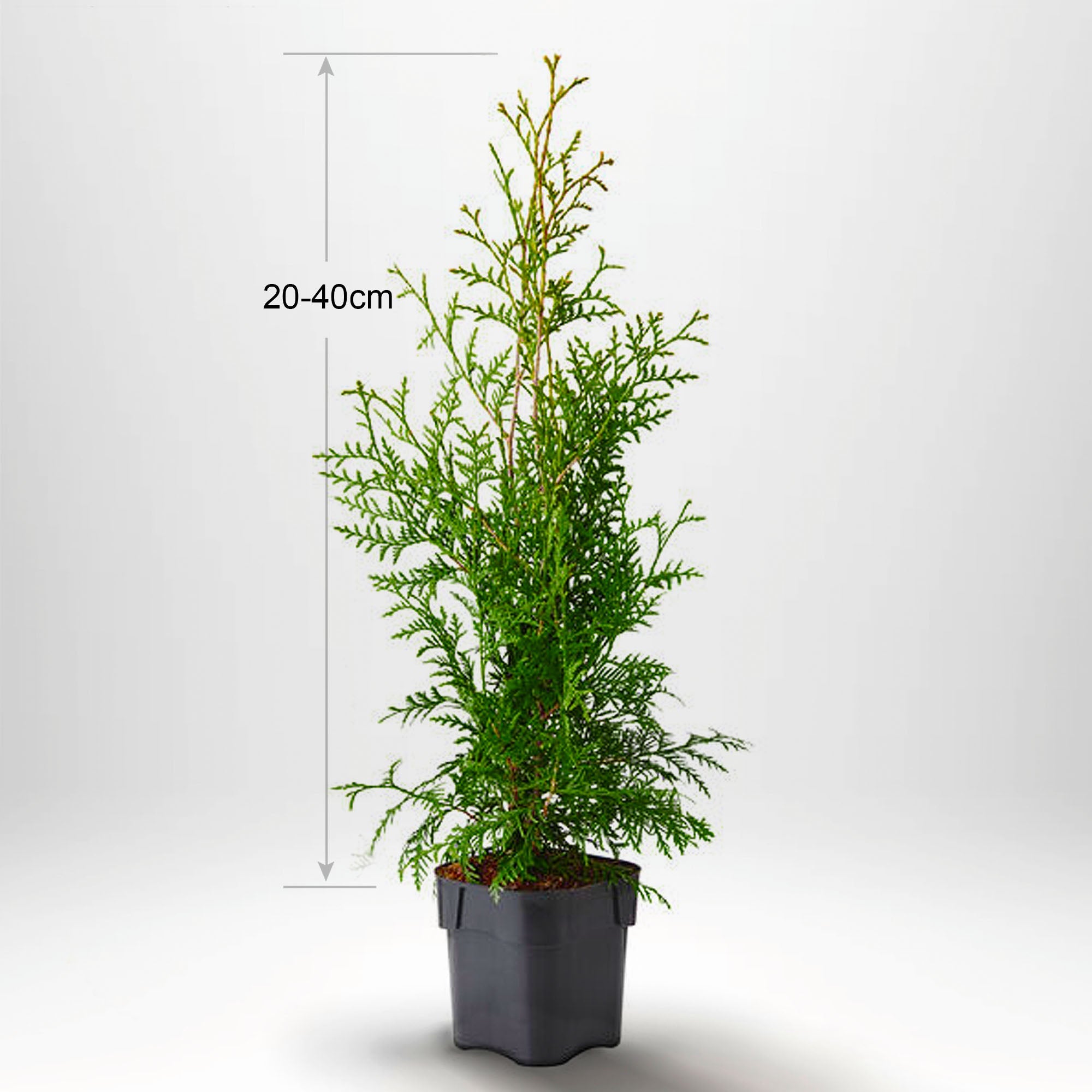 Thuja Brabant 20-40cm, Potted P9, Kvalitet: Standard